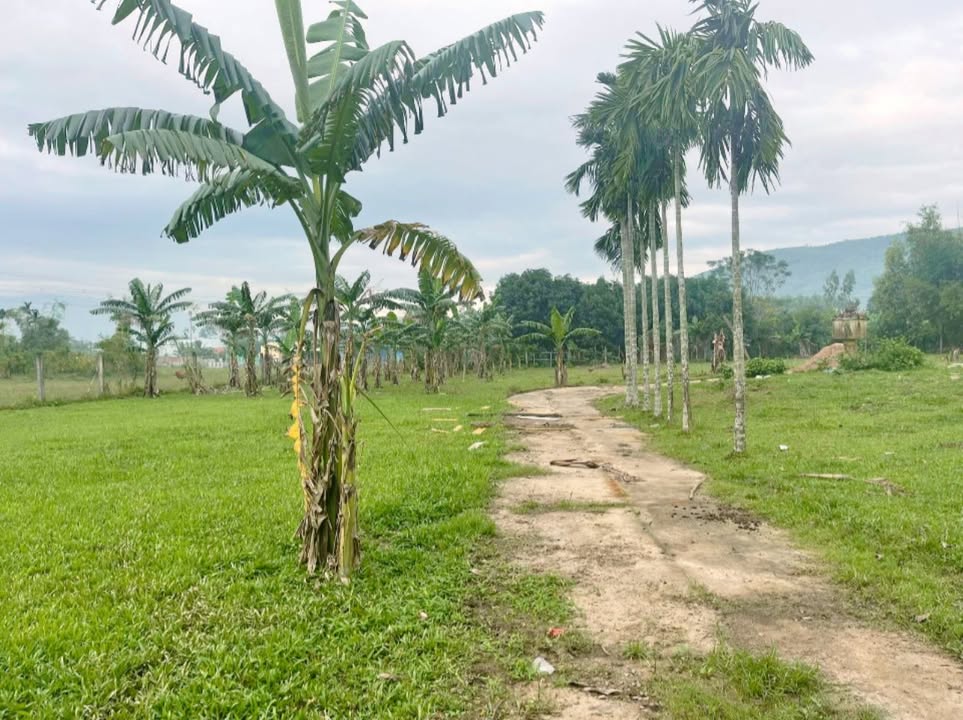 Đất nền Hòa Nhơn 3300m² giá 8 tỷ - View đồng tuyệt đẹp!