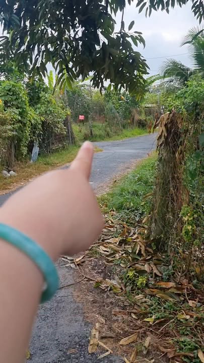 Đất vườn sầu riêng 1,5 công tại Cai Lậy, Tiền Giang - Giá chỉ 1.8 tỷ!