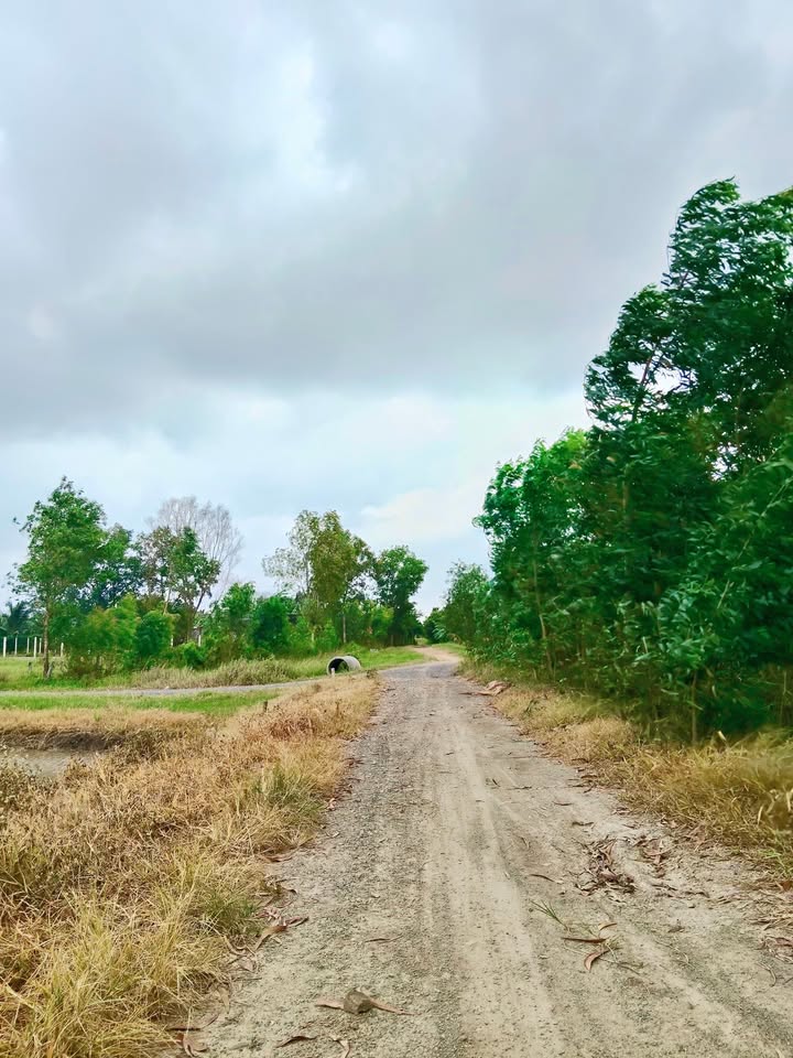 Đất thổ cư 135m² Vành Đai 4, Hòa Khánh Nam, Đức Hòa - Giá chỉ 590 triệu!