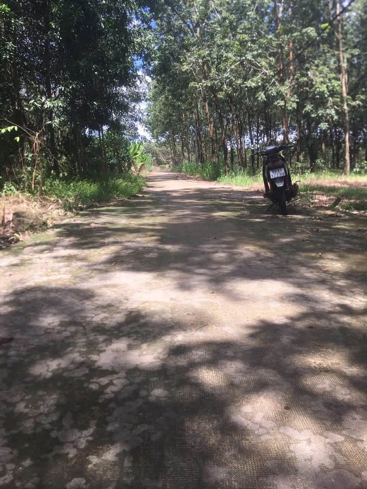 Đất nền Khu phố 2, phường Tiến Thành, 541m² giá chỉ 900 triệu - Đầu tư sinh lời tiềm năng!