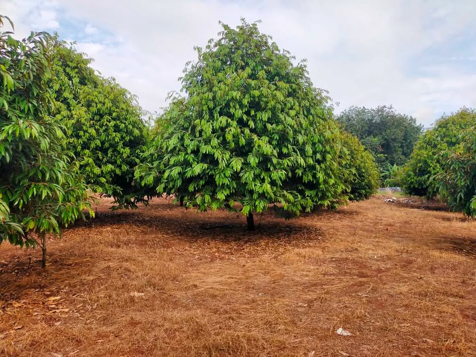 Đất nông nghiệp Đa Kia, Bù Gia Mập 5.5 sào - Sầu riêng cho thu hoạch ngay!