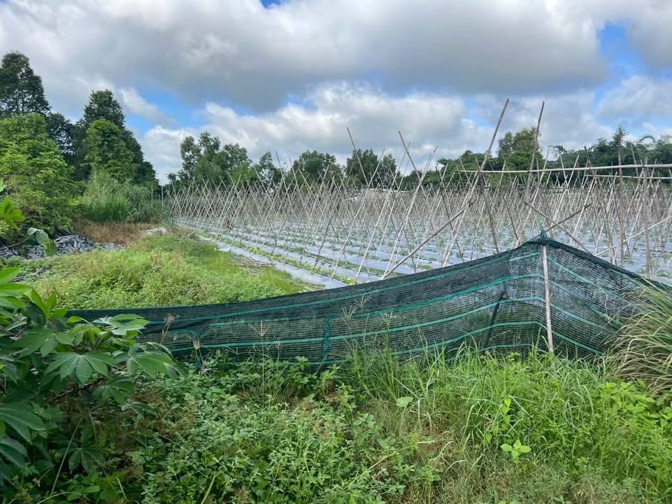 Đất thổ cư 3587m² tại Hòa Phú, Củ Chi - Phù hợp đầu tư và xây dựng