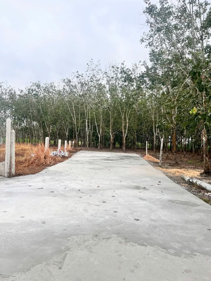 Đất nền Ấp Cây Da, Gò Dầu, Tây Ninh 130m² giá 3 tỷ - Sổ đỏ chính chủ, sang tên ngay!