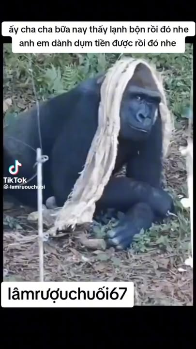 Biệt thự vườn Tân Thạnh Đông 1200m² giá 4.5 tỷ - Không gian sống lý tưởng cho gia đình!