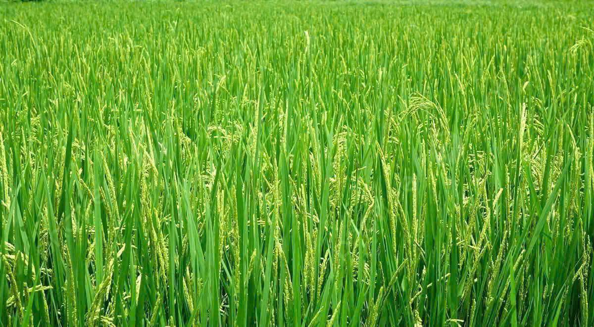 Đất thổ cư + Nhà cấp 4 tại xã Thạnh Quới, Vĩnh Thạnh, Cần Thơ - Giá chỉ 2,5 tỷ!