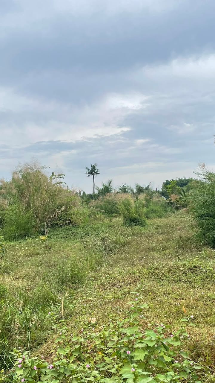 Đất nền ấp Bến Cam, Nhơn Trạch, 1260m² giá 3.5 tỷ - Cơ hội đầu tư sinh lời!