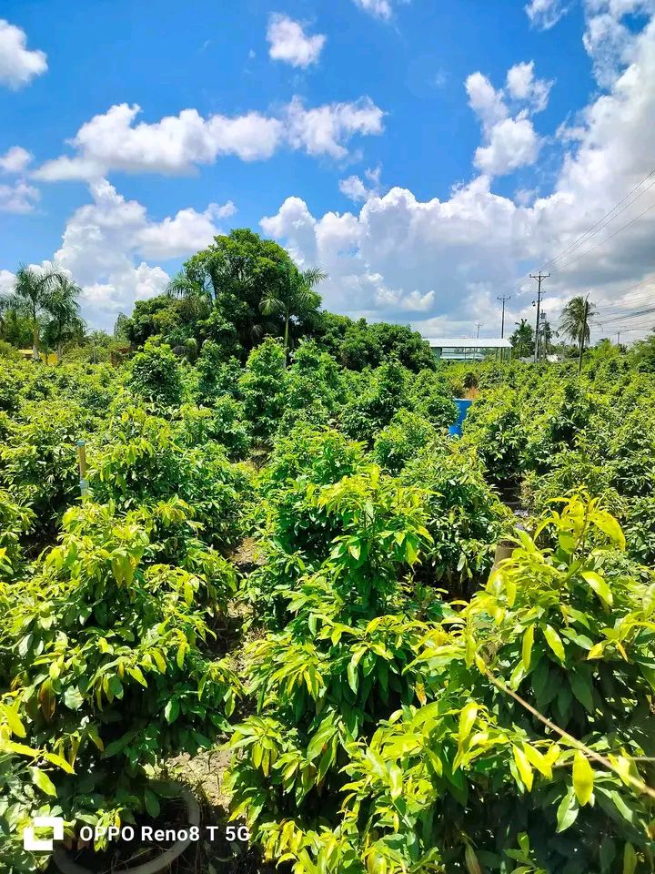 Đất 2 mặt tiền đường huyện lộ 41, xã Tân Thiềng 2786m² giá 2.1 tỷ - Đầu tư sinh lời ngay!