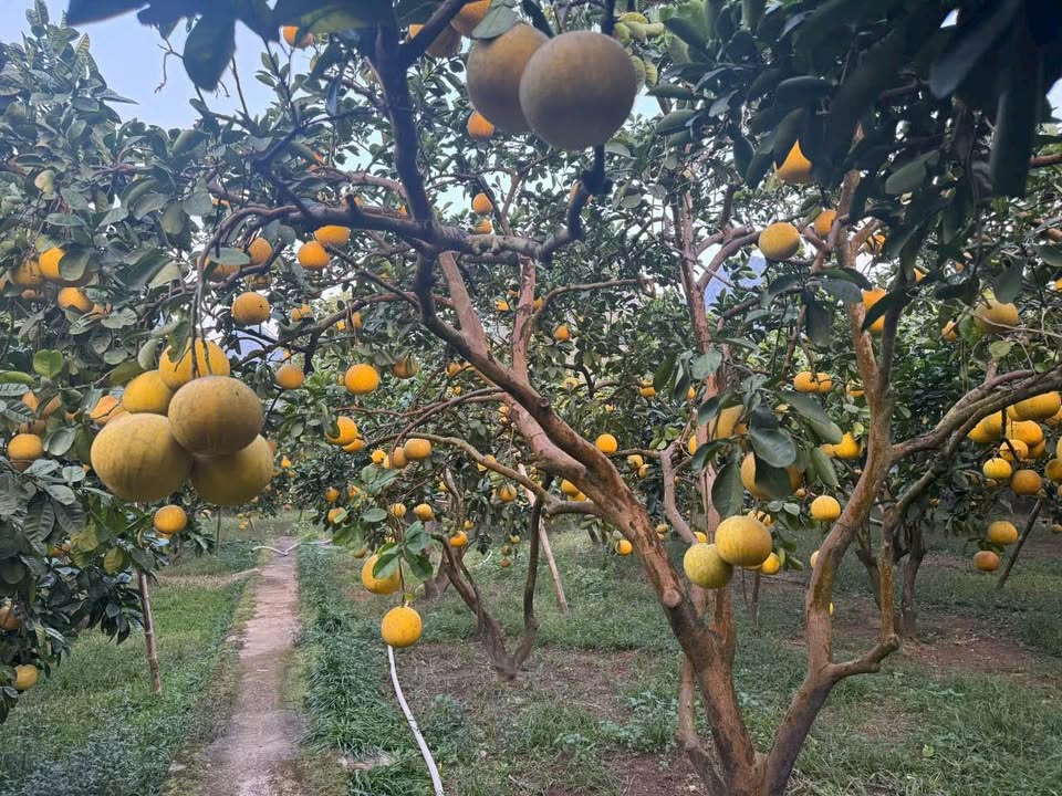 Đất vườn Ngọc Lương Yên Thủy 4636m² giá 10 tỷ - Cơ hội đầu tư tuyệt vời!