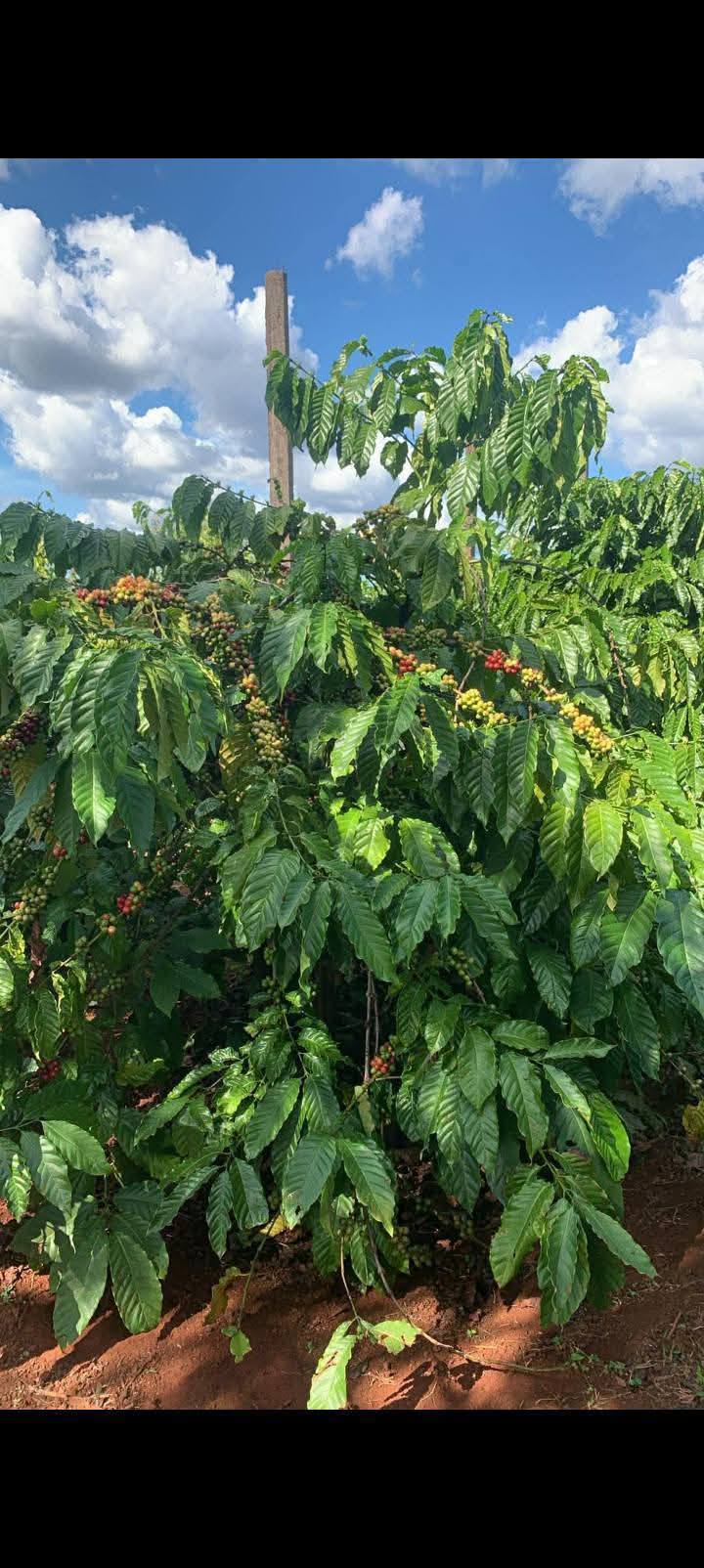 Farm kinh doanh tại Chư Pơng, Chư Sê, Gia Lai 10.000m² - Giá chỉ 2 tỷ