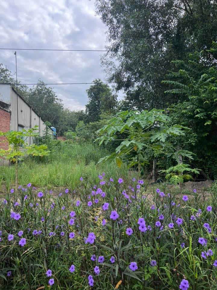 FrontHouse đường DH 609 An Tây 256m² giá 2.55 tỷ - Mặt tiền lớn thuận lợi kinh doanh!