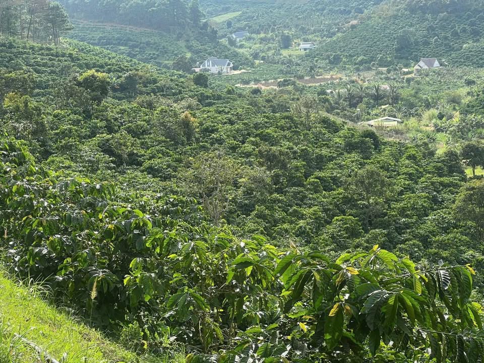 Đất nông nghiệp Ninh Loan 23,000m² giá 5.2 tỷ - Cơ hội đầu tư hấp dẫn!