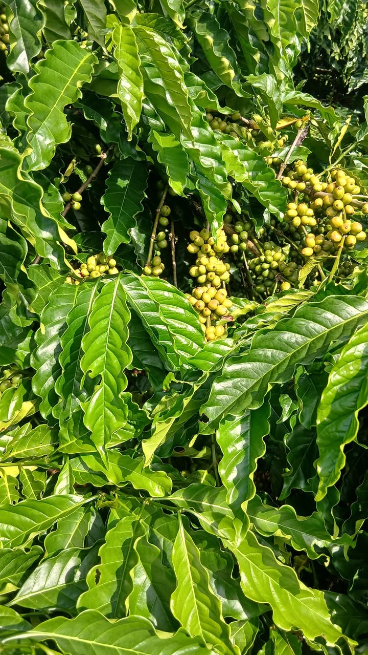 Đất Hòa Bắc, Di Linh 20,000m² giá 1.15 tỷ - Cơ hội đầu tư tuyệt vời!