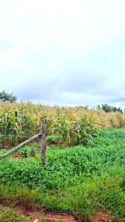 Bán rẫy đẹp tại phường Thống Nhất, Buôn Ma Thuột 2100m² giá 1.05 tỷ - Đầu tư sinh lời!