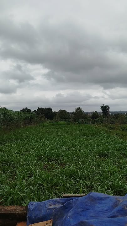 Đất thổ cư Tân Lập, Hòa An 264m² giá 1.3 tỷ - Cơ hội đầu tư sinh lời!