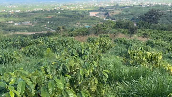 Đất Tân Hà 1005m² giá 560 triệu - Mặt tiền bê tông 15m đẹp