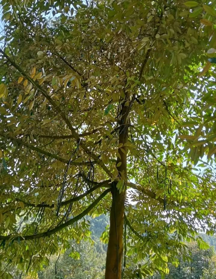 Đất vườn mặt tiền đường nhựa xã Phước Lộc, 1ha giá 3.6 tỷ - Cơ hội đầu tư hấp dẫn!