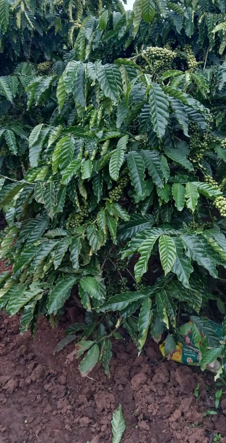 Farm 8 sào cà phê xanh lùn tại Lâm Hà giá 2.1 tỷ - Đầu tư sinh lời ngay!