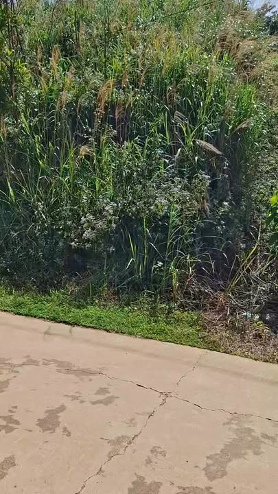 Đất nền Lâm Bô Phúc Thọ 2000m² giá 350 triệu - Cơ hội đầu tư hấp dẫn!