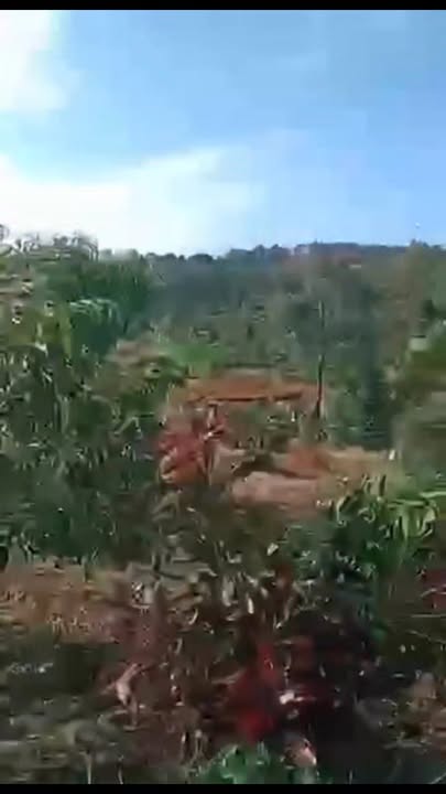 Đất Farm 2ha tại Ia Tô, Ia Grai - Giá chỉ 3 tỷ, cơ hội đầu tư tuyệt vời!