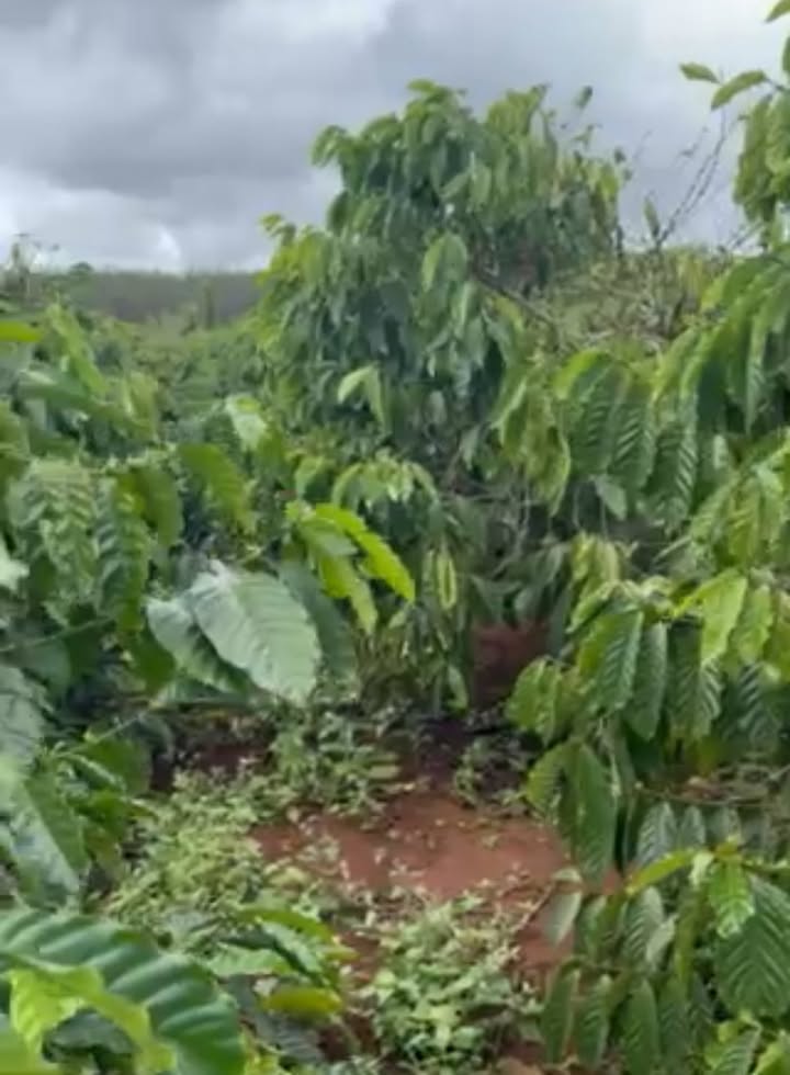 Đất Farm 1ha1 tại Làng Thung, Đak Đoa - Giá 2.6 tỷ thương lượng