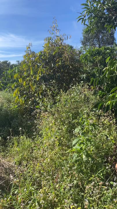 Đất nền Nghĩa Hòa, Chư Păh 1ha giá 1 tỷ - Cơ hội đầu tư hấp dẫn!