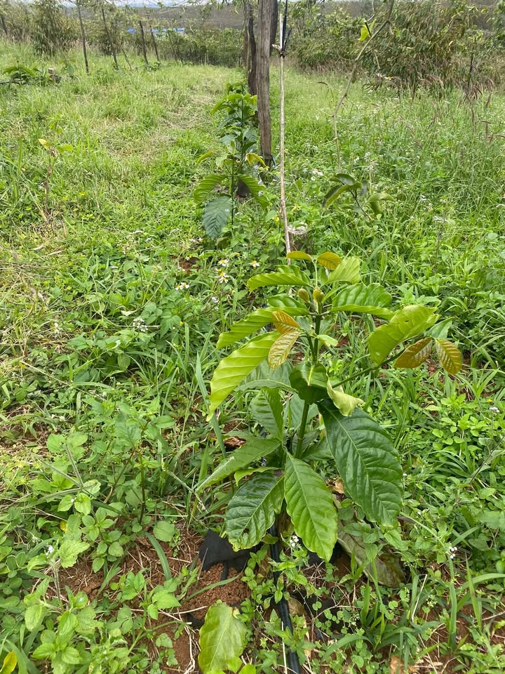 Đất nông nghiệp rộng lớn tại Ia Pếch, Ia Grai - Giá chỉ 10 tỷ, sẵn sàng đầu tư!