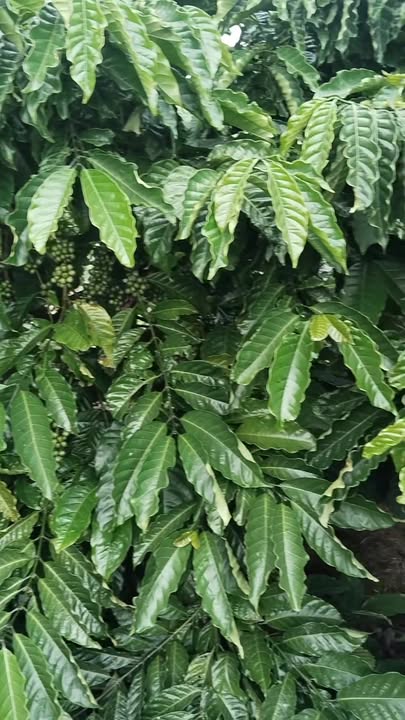 Đất nông nghiệp Phúc Thọ, Lâm Hà 7300m² giá 2.45 tỷ - Pháp lý rõ ràng!