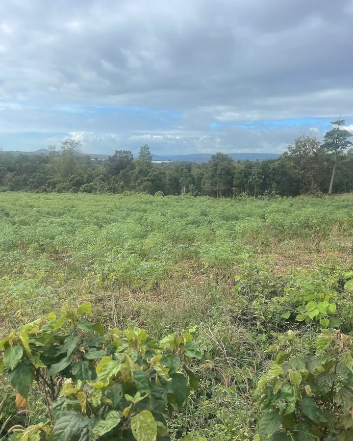 Đất nền 1ha tại Lơ Pang, Gia Lai - Giá chỉ 1.2 tỷ - Đầu tư sinh lời tuyệt vời!