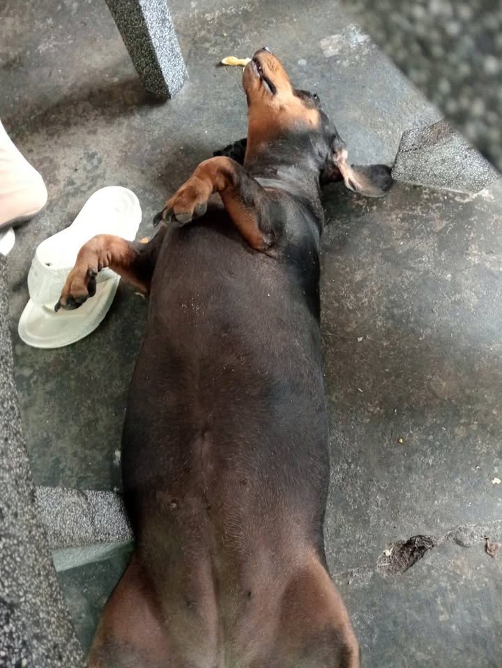 Nhà 1 trệt 2 lầu tại phường Long Hương, Bà Rịa - Vũng Tàu 155m² giá 5.2 tỷ - Kinh doanh sinh lợi!