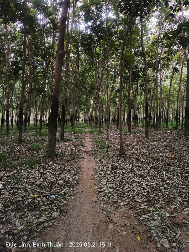 Đất cao su 2ha1 tại xã Vũ Hòa, Đức Linh - Giá chỉ 1.8 tỷ VND!