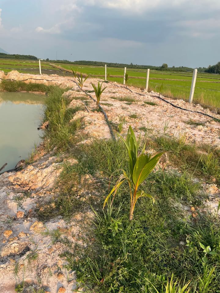 Đất nền 70.000m² tại Đồng Khởi, Châu Thành - Đường ô tô vào tận nơi!