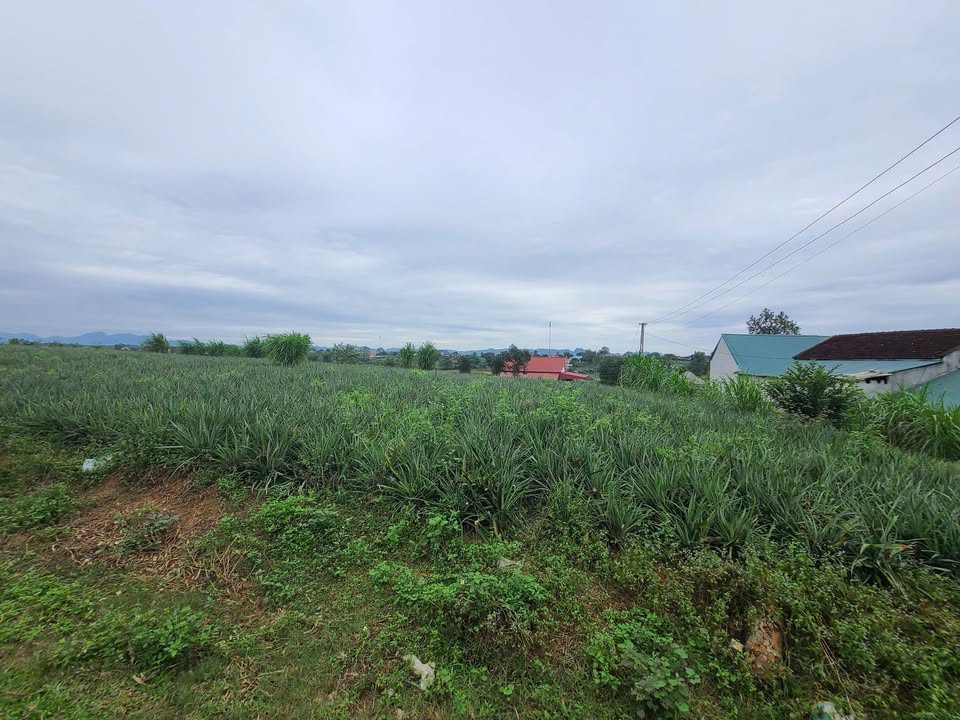 Đất thổ cư 2036m² giá rẻ - Quảng Phú, Thọ Xuân - Đầu tư sinh lời!