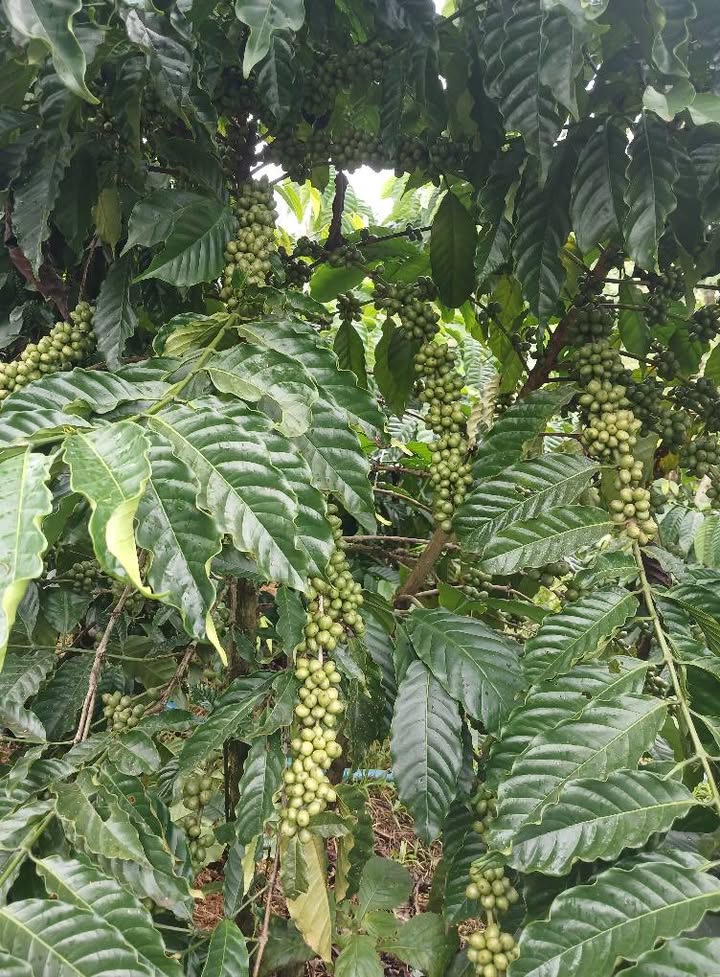 Đất nền 9 sào tại phường Nghĩa Trung, Đắk Nông - Giá 2,5 tỷ, sổ đỏ chính chủ!