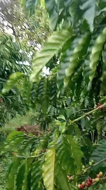 Đất nền Đắk R'Tih 20000m² giá 4.2 tỷ - Cơ hội đầu tư hấp dẫn!