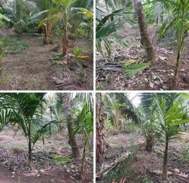 Đất nông nghiệp tại ấp Mỹ An, Long Mỹ, Giồng Trôm 1500m² - Đầu tư sinh lời ngay!