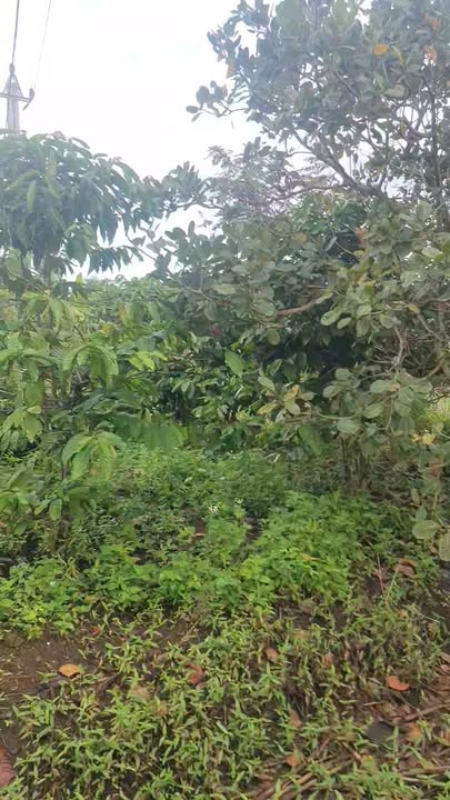 Đất mặt tiền thôn Đồng Tâm, xã Ea M'Droh 500m² giá chỉ 250 triệu - Cơ hội đầu tư tuyệt vời!