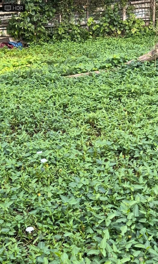 Đất Lộc An 61.5m² giá 900 triệu - Chính chủ bán kèm vườn rau!