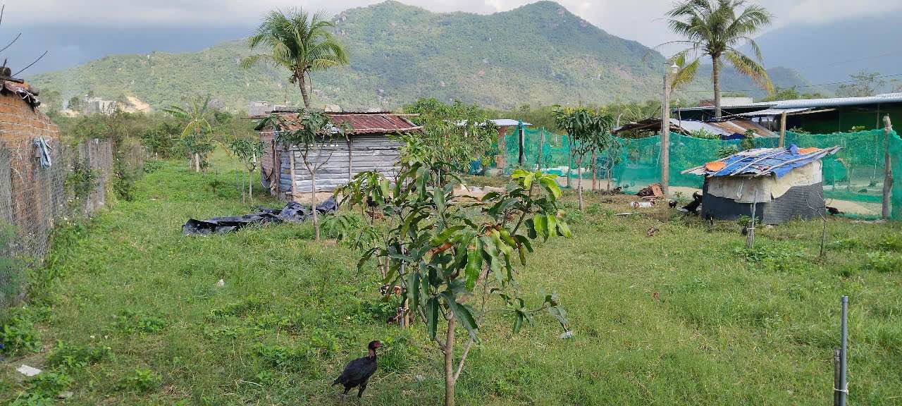 Đất nền thổ cư 1200m² tại Thôn Tân Phú, Vạn Ninh - Giá chỉ 1.8 tỷ