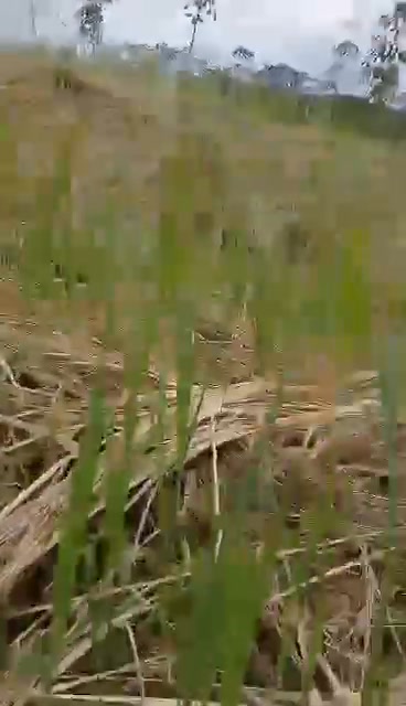 Đất nền Phú Sơn 36.000m² giá 500 triệu - Cơ hội đầu tư hấp dẫn!