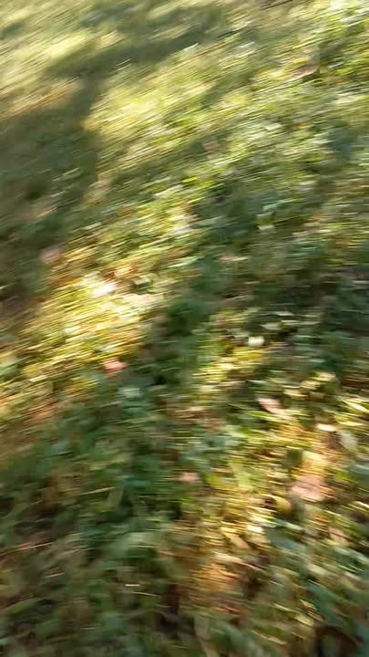 Đất đẹp 2.3ha tại Bình Minh, Bù Đăng - Giá chỉ 1.8 tỷ VND!