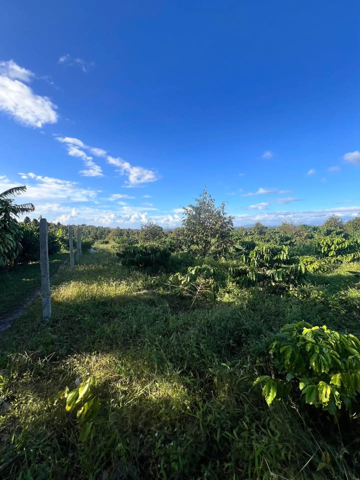 Đất vườn liền kề thôn 4 Hòa Nam 1500m² giá chỉ 1.23 tỷ - Phù hợp nghỉ dưỡng