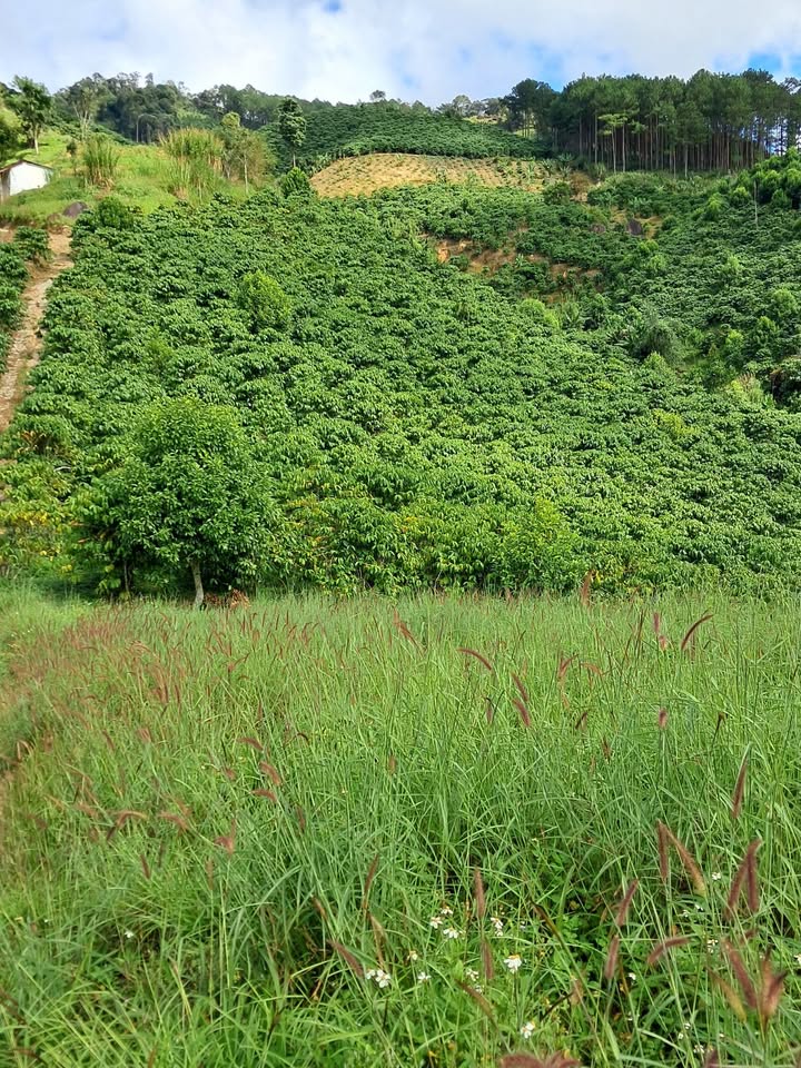 Đất Phú Sơn Lâm Hà 2ha giá 2 tỷ - Sổ đỏ chính chủ, không tranh chấp!