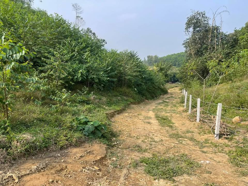 Đất CLN 3000m² tại Minh Hòa, Yên Lập chỉ 300 triệu - Cơ hội đầu tư hấp dẫn!