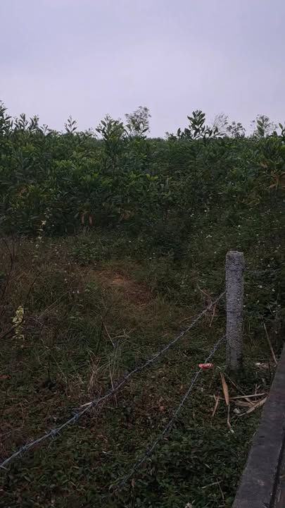 Đất nông nghiệp 2ha tại Nghĩa Lộc - Tiềm năng đầu tư lớn!