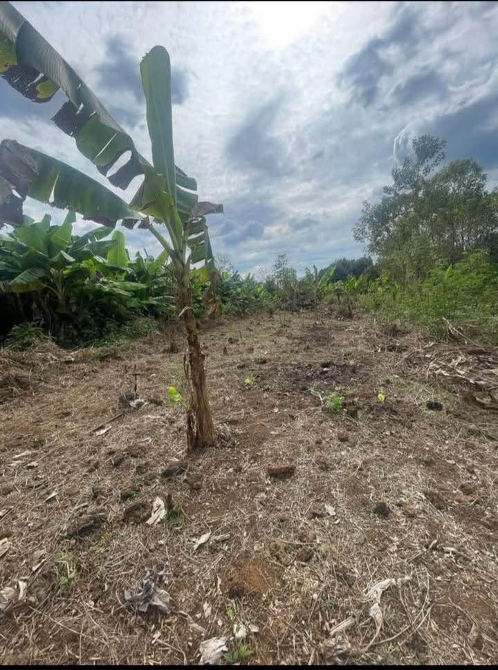 Đất nền Phú Lộc Tân Phú 18.000m² giá 1.75 tỷ - Đất sạch, cao ráo, gần KCN!