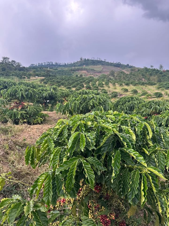 Đất nền Đan Phượng 3600m² giá 1 tỷ - Thương lượng nhẹ