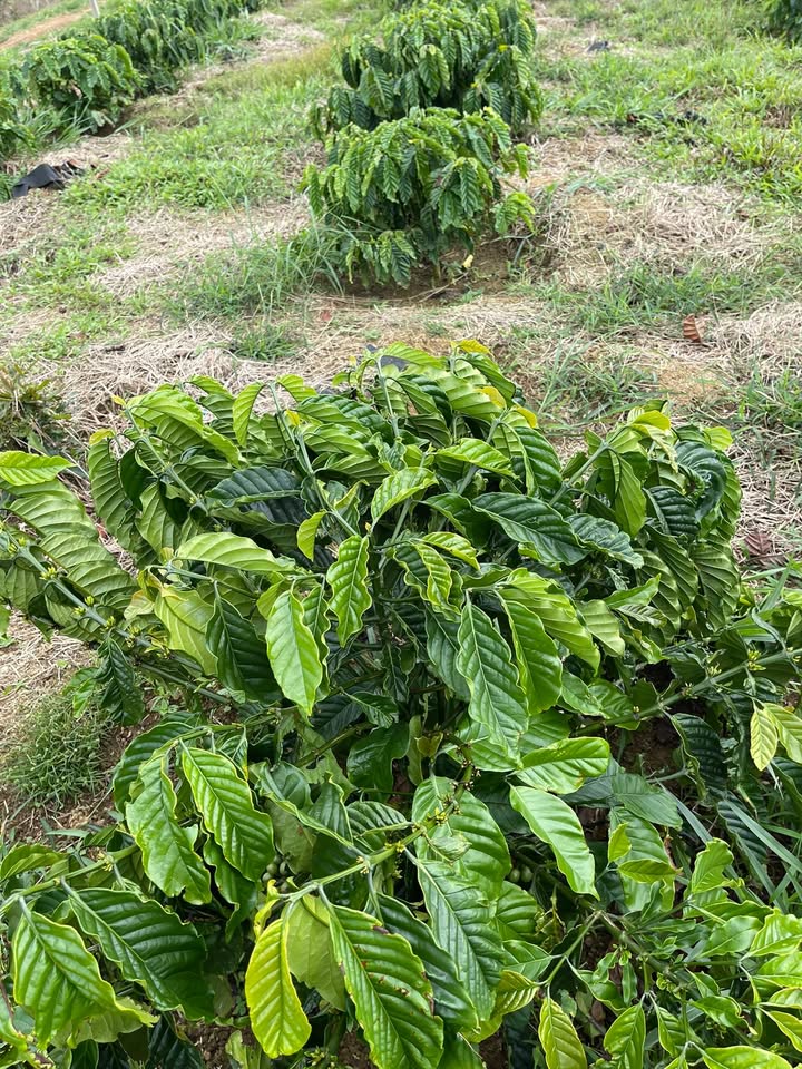 Đất nền Tân Hà Lâm Hà 10.000m² giá 2 tỷ - Giao dịch linh hoạt, thương lượng trực tiếp!