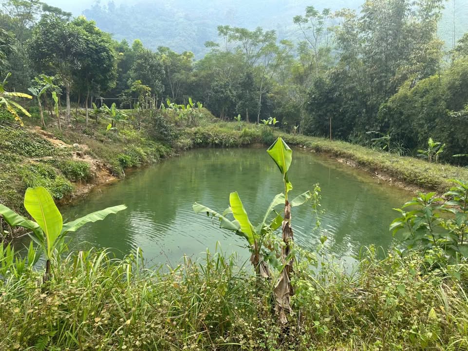 Đất Farm Phù Lưu, Hàm Yên, Tuyên Quang 2ha - Cơ hội đầu tư hấp dẫn!