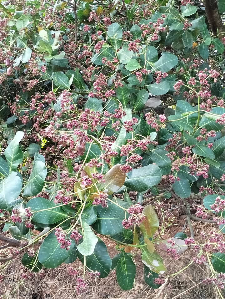 Đất nông nghiệp 1ha tại Mỹ Đức, Đạ Tẻh - Giá chỉ 250 triệu - Cơ hội đầu tư tuyệt vời!