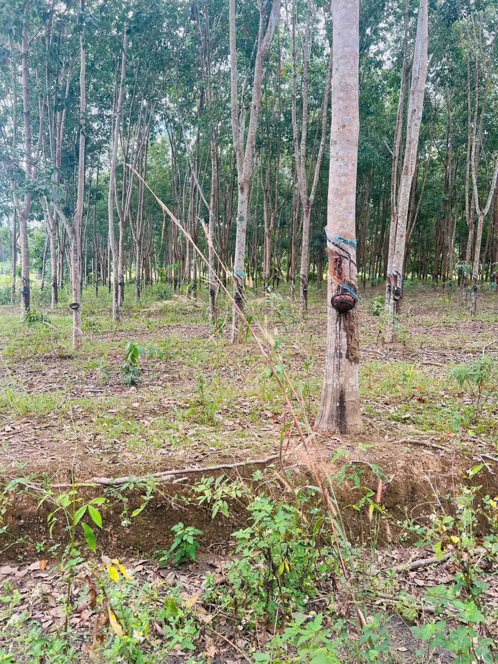 Đất nền Tân Phước, Đồng Phú 3600m² - Đầu tư sinh lời ngay!